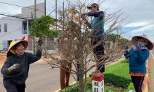 Hơn 500 người tuốt lá trên 'đường mai' dài nhất Việt Nam Hơn 500 người tuốt lá trên 'đường mai' dài nhất Việt Nam