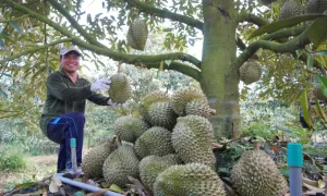 Xuất khẩu rau quả phục hồi